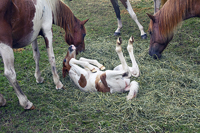 Chincoteague Wild Ponies : Personal Photo Projects : Photos : Richard Moore : Photographer